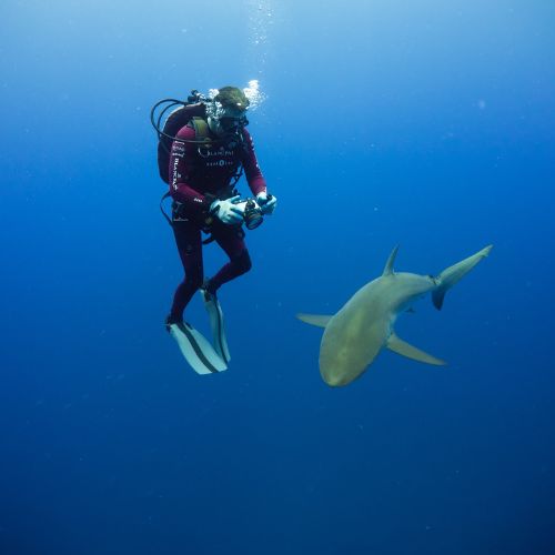 FIU researcher studying shark